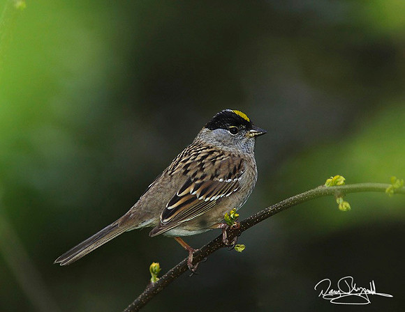 Golden Crown Sparrow-ajsrszsg-H1142