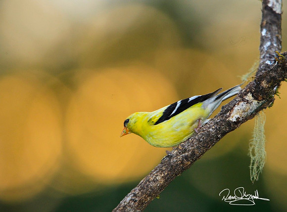 Goldfinch-ajeyszsg-H0560
