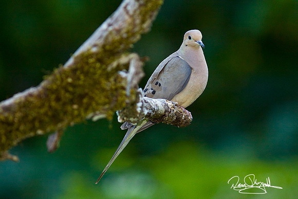 Dove-ajsrszsg-H9939
