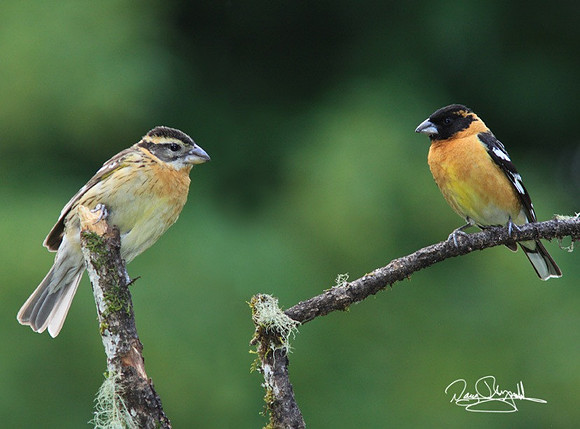 Blk Head Grosbeaks-szsg-H7294