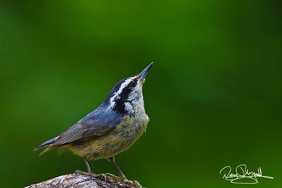 Nuthatch-ajsrszsg-7839