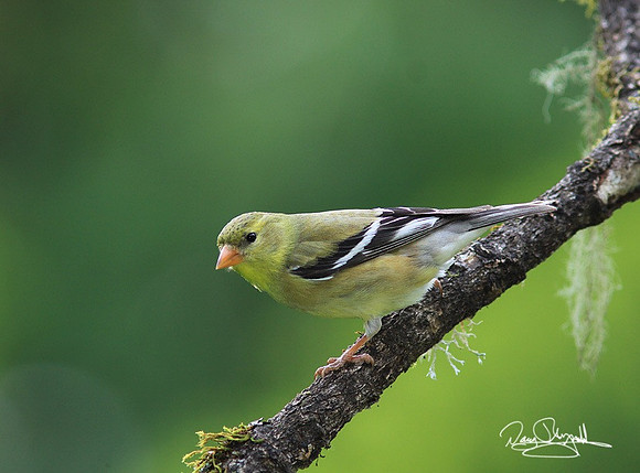 Goldfinch-srszsg-H7694