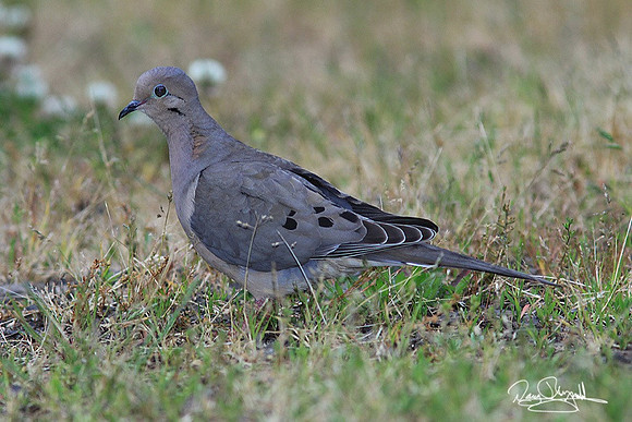 Dove-sreyszsg-H8291