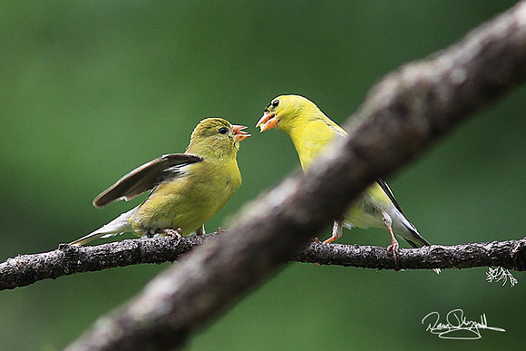 Goldfinch feeding-srszsg-H8207