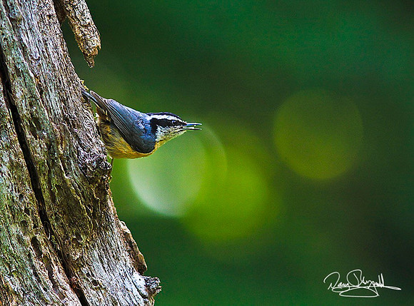Nuthatch on branch