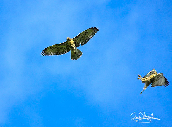 2 Hawks Flying-ajsrszsg-H878