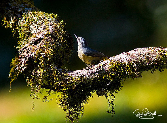 Nuthatch-ajsrszsg-H0030