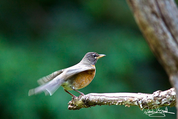 Robin-ajsrszsg-H0137