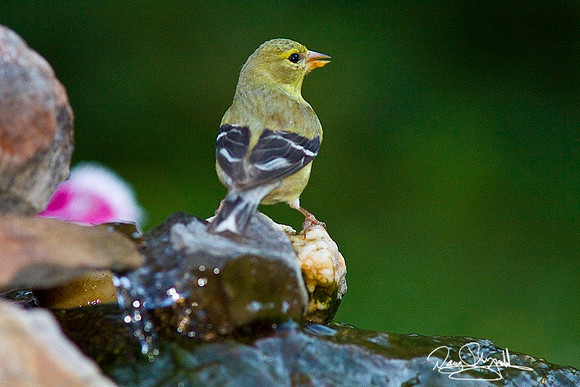 F-Goldfinch on Water-ajsrszsg-0432