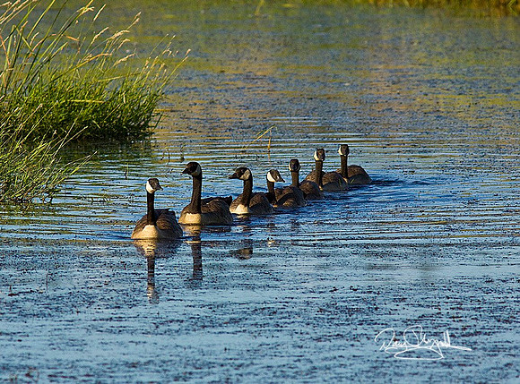 Goose Train-ajsrszsg-H0695