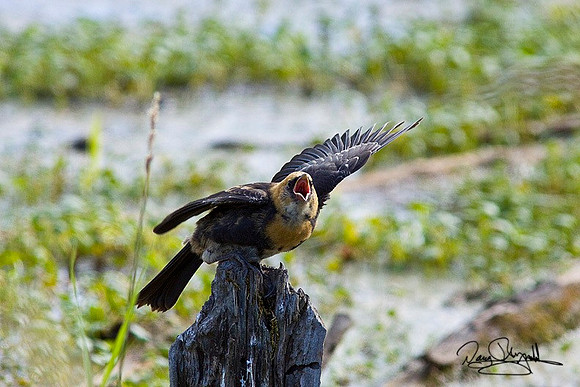 Hungery Bird-ajsrszsg-H0534