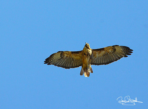 Redtail Flying-ajsrrtszsg-H5529