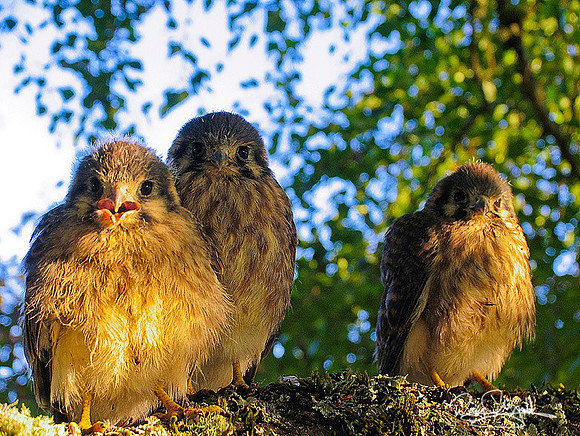 Baby Hawks-ajsrszsg-1235