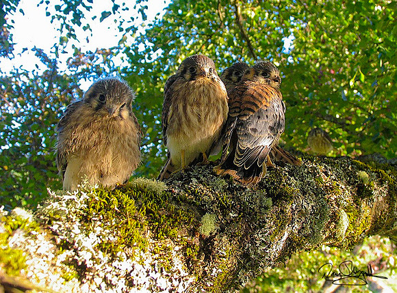 Baby Hawks-ajsrszsg-H1211