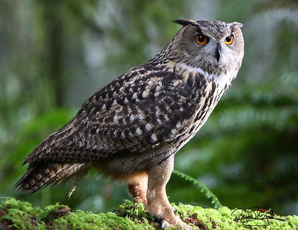 NW Owl-szsg-H0450l