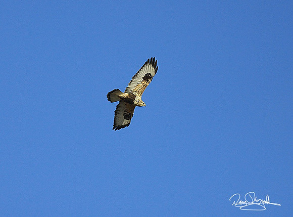 Hawk Flying-srszsg-H1928