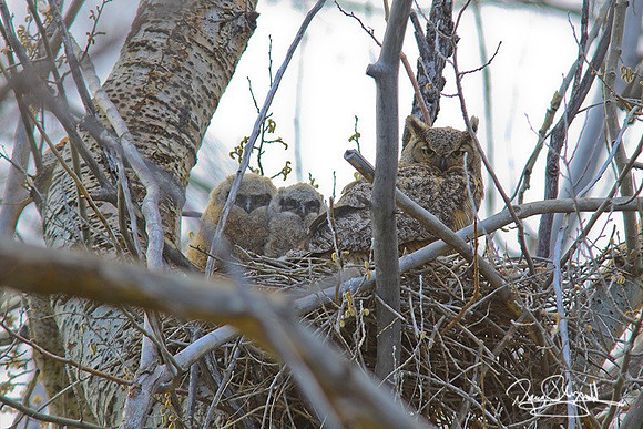 Great Horned on Nest-ajsrszsg-H9542
