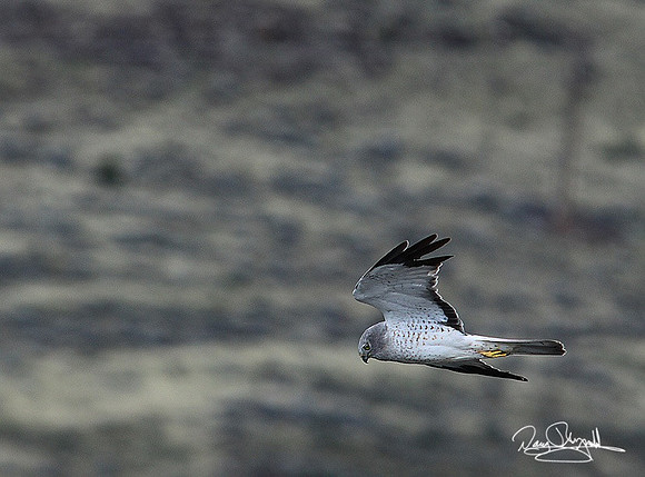 Hawk-srszsg-H8589