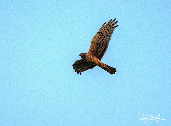 Hawk flying-srszsg-H5415BLS