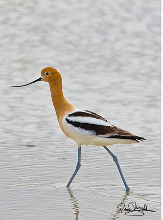 American Avocet-ajsrszsg-V8256