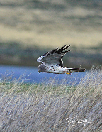 Hawk-ajeysrszsg-8584