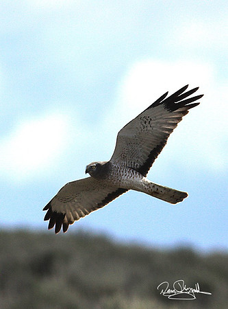 Hawk Fling-srepeyszsg-V8646