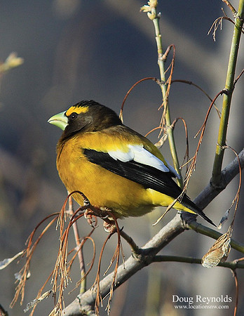 Evening Grosbeck-srszwm-V9357