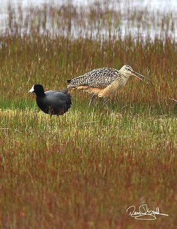 Long-Billed Curlew-srszsg-V9606
