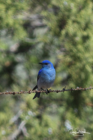 Mt Blue Bird-srszsg-V9947