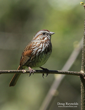 Song Sparrow-srszwm-0992