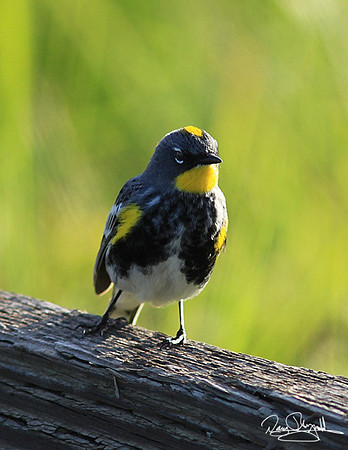 Yellow Rumped Warbler-srszsg-V2587