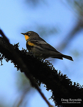 Yellow Rumped Warbler-srszwm-V2641