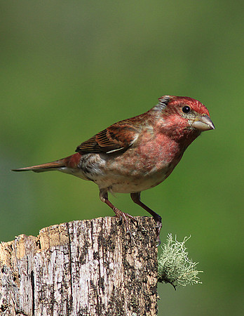 House Finch-sr11x-V4578
