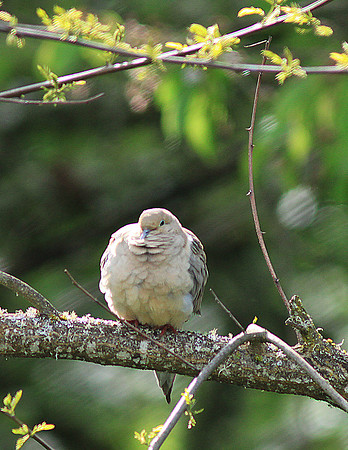 Dove-sr11x-V4837