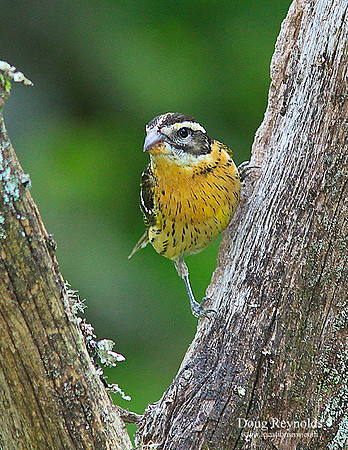 Fe-Blk Headed Grosbeak-ajsrszwm-V4938
