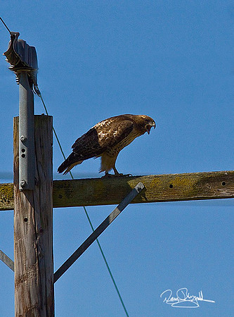 Red Tailed Hawk-ajsrszsg-V0274
