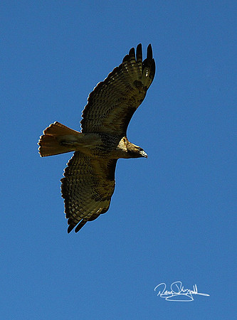 Flying Hawk-srszsg-V0316