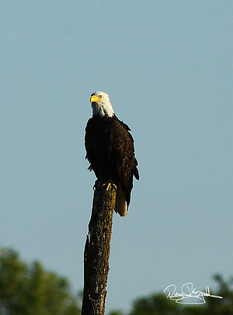 Bald Eagle-srszsg-V0832