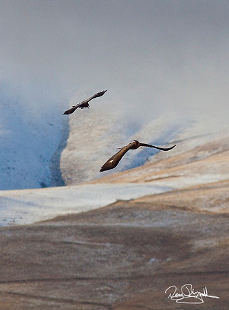 Golden Eagle and Crow Flying