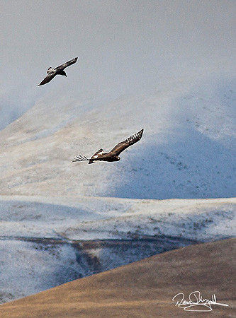 Golden Eagle and Crow Flying