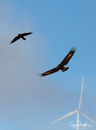 Golden Eagle and Crow Flying