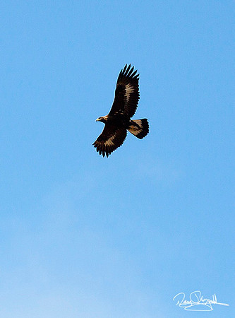Golden Eagle and Crow Flying