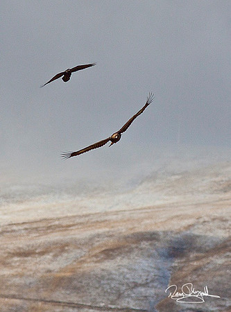 Golden Eagle and Crow Flying