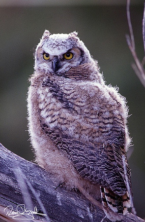 Great Horn Owl-srszsg-V26