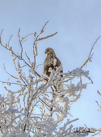 Rough-Legged Hawk-ajsrszsg-V5847BLS