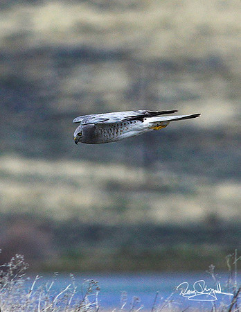 Hawk-ajeysrszsg-V8583