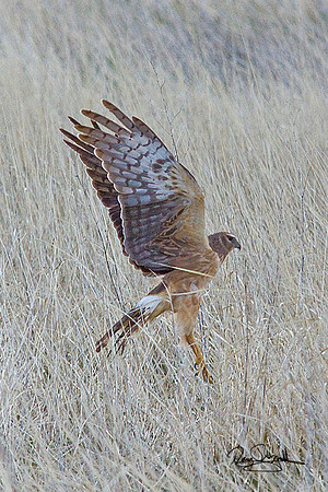 Hawk-ajsrszsg-V8153