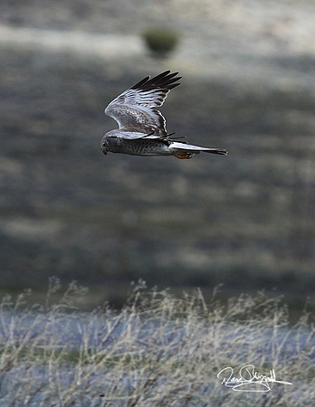 Marsh Hawk-sreyszsg-8585