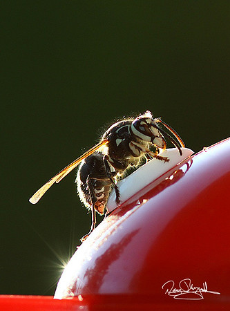 Ball Face Hornet