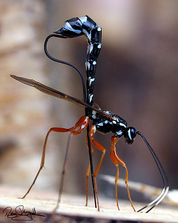 Ichneumon Wasp-szsg-V81